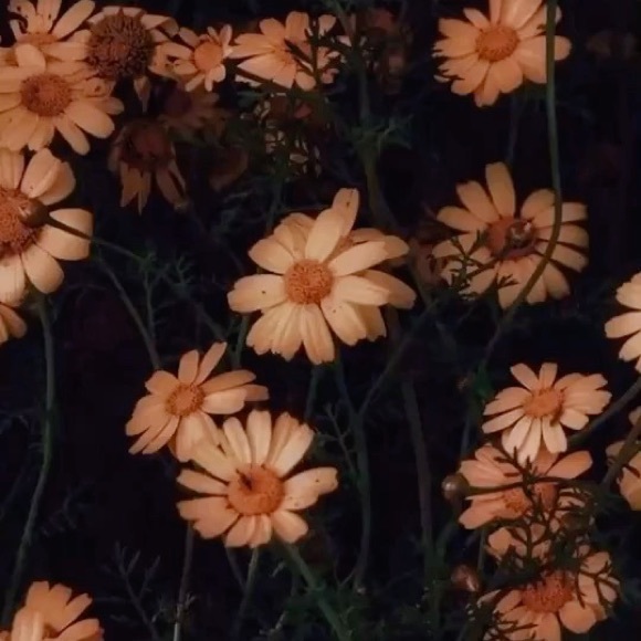 Meet your Posher, Danielle - Picture 1 of 1